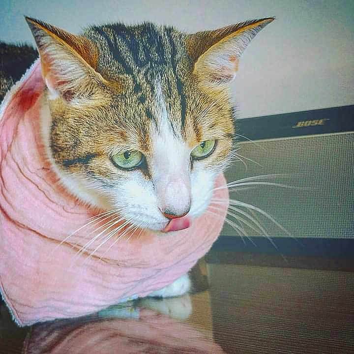 Tsitsi