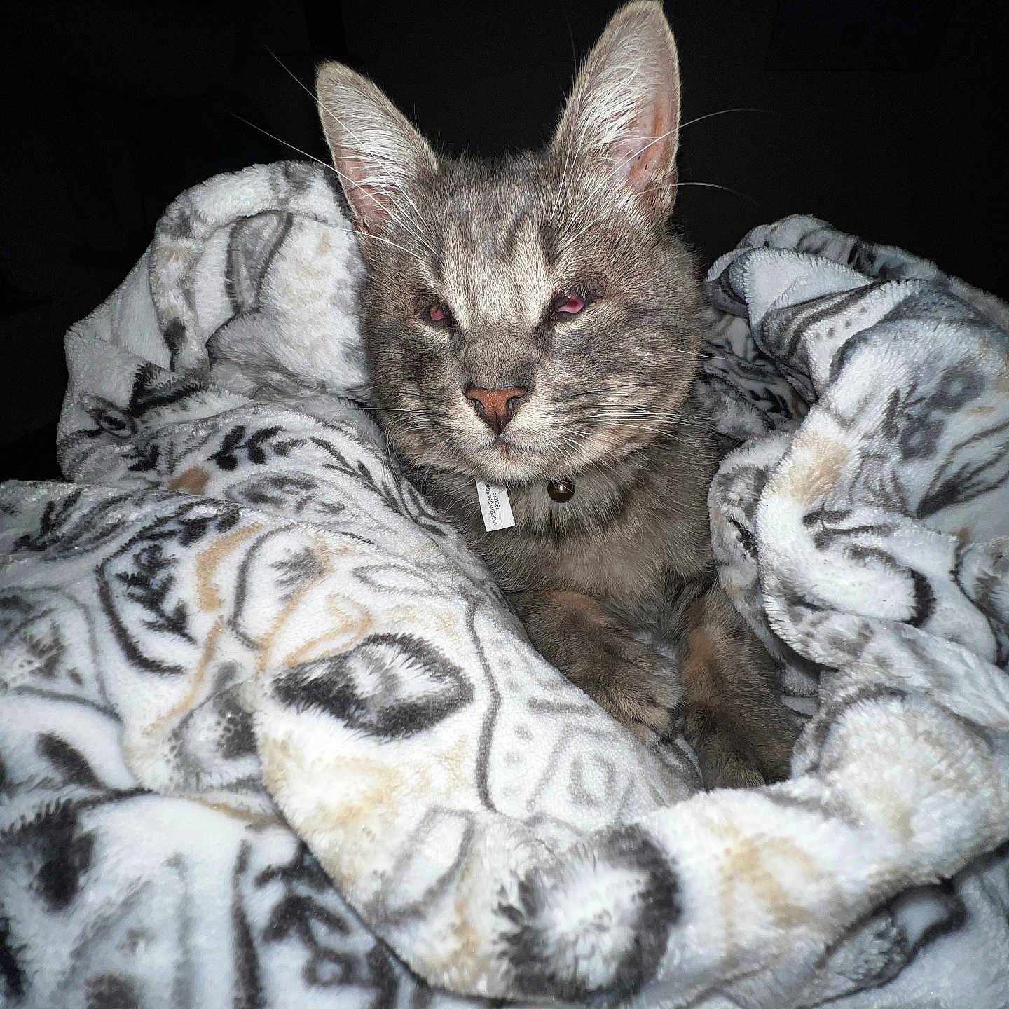 Ashy Ash joined the competition — help win amazing prizes! animal, blanket, cat, close_up, collar, comfort, cozy, domestic_cat, ears, feline, fur, indoor, night, patterned_blanket, pet, resting, sleepy, soft_texture, tabby_cat, whiskers