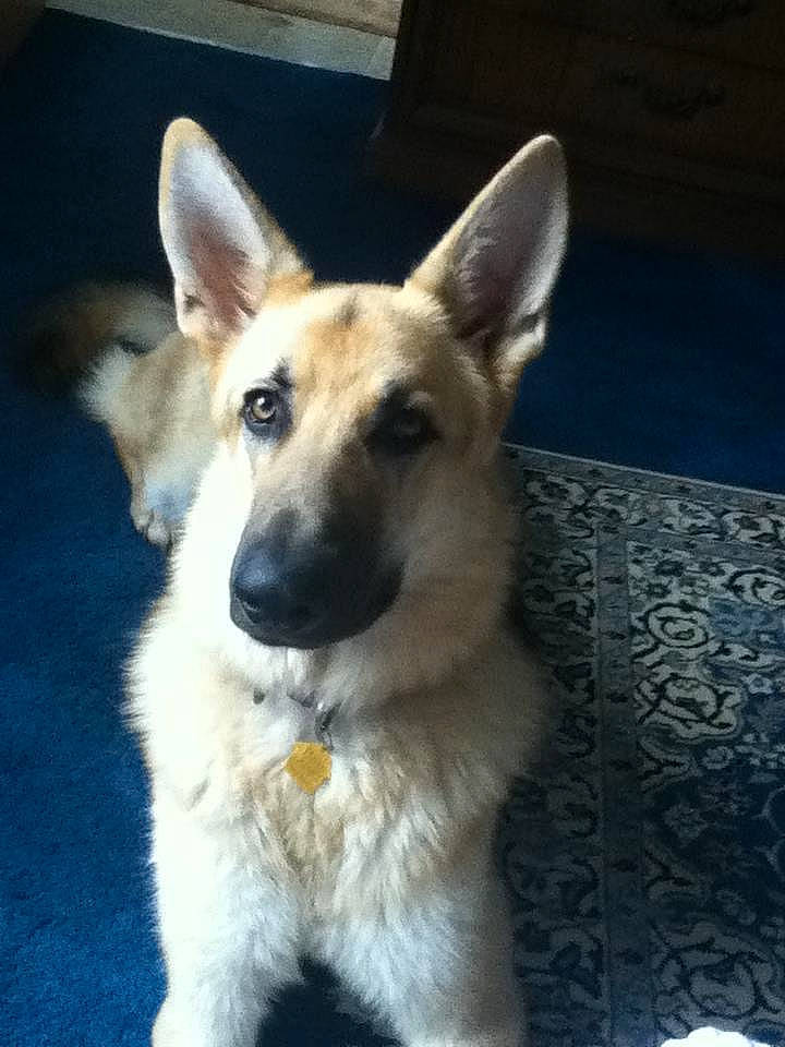 Ziggy is registered to the contest to win money with this photo: canidae, carnivore, dog, dog_breed, ear, east_european_shepherd, fawn, german_shepherd_dog, king_shepherd, kunming_wolfdog, mammal, old_german_shepherd_dog, rare_breed_dog, shiloh_shepherd_dog, snout, vertebrate, working_dog