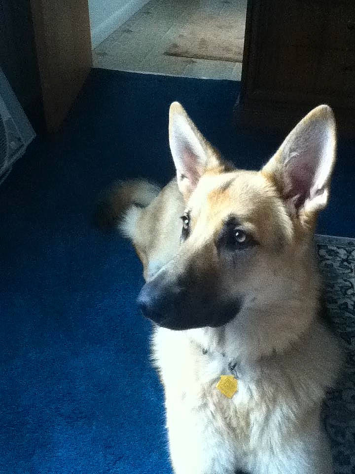 Ziggy is registered to the contest to win money with this photo: belgian_shepherd_malinois, canidae, carnivore, dog, dog_breed, ear, east_european_shepherd, fawn, german_shepherd_dog, king_shepherd, mammal, norwegian_buhund, norwegian_elkhound, nose, old_german_shepherd_dog, rare_breed_dog, shiloh_shepherd_dog, snout, vertebrate, working_dog