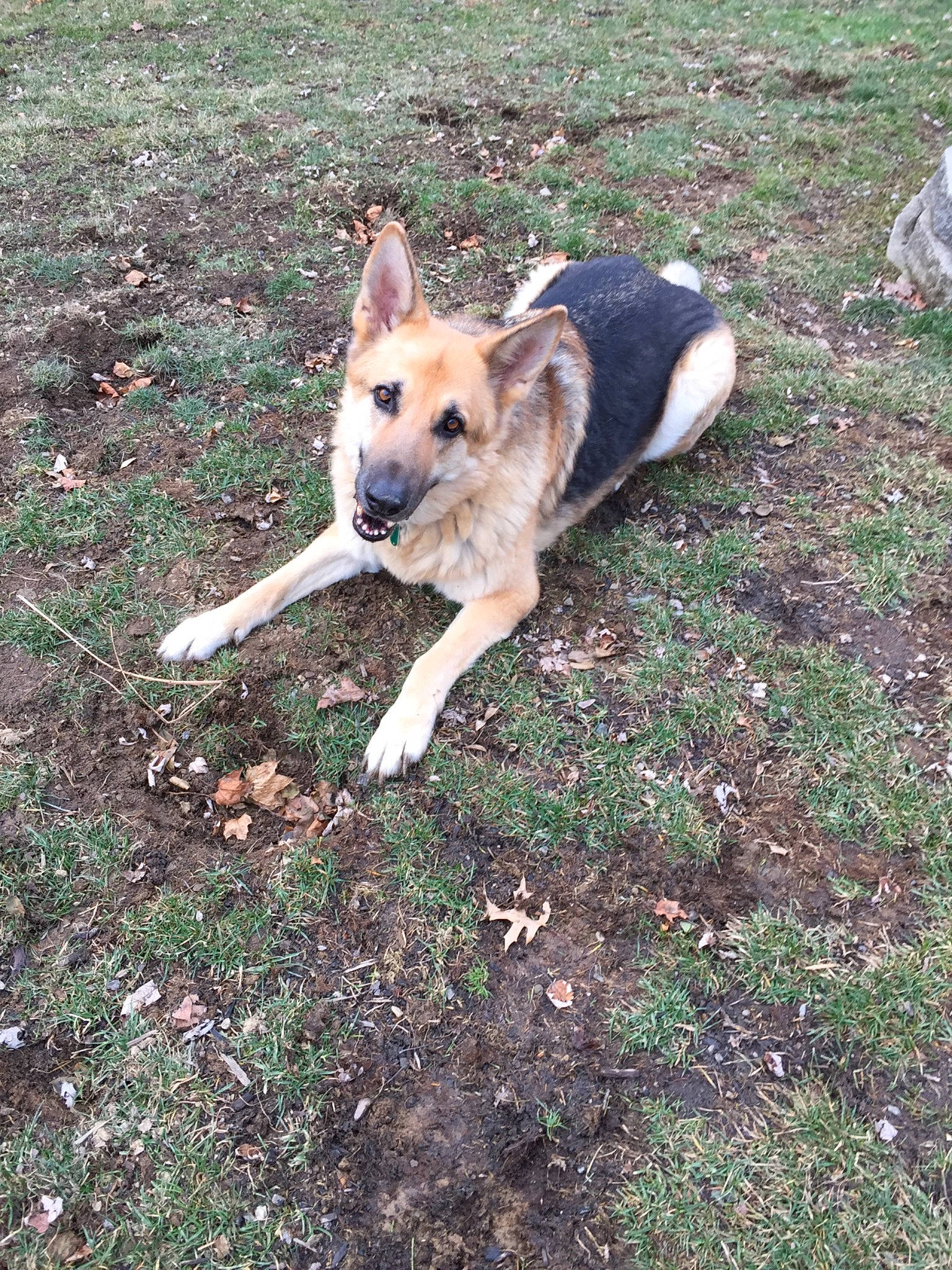 Ziggy is registered to the contest to win money with this photo: australian_cattle_dog, canidae, carnivore, carolina_dog, companion_dog, dog, dog_breed, fawn, german_shepherd_dog, mammal, tail, vertebrate, working_dog