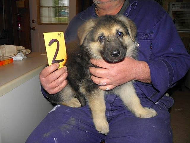 Ziggy is registered to the contest to win money with this photo: belgian_shepherd_malinois, canidae, carnivore, dog, dog_breed, fawn, german_shepherd_dog, king_shepherd, mammal, puppy, snout, vertebrate