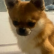 Caramel a rejoint le concours — aidez-le/la à gagner de superbes lots ! animal, animal_portrait, brown_fur, canine, close_up, companion, cute, dog, domestic_animal, ears, face, fur, furry, house_pet, indoor, looking_down, pet, portrait, small_dog, white_fur