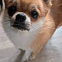 Caramel participe au concours pour gagner de l'argent avec cette photo : animal, brown_fur, canine, chihuahua, close_up, curious, cute, dog, domestic_animal, ears, eyes, floor, fur, indoor, nose, pet, portrait, small_dog, whiskers, white_fur