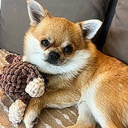 Caramel a rejoint le concours — aidez-le/la à gagner de superbes lots ! blanket, brown_fur, companion, couch, cute, dog, ears, face, fluffy, fur, indoor, knitted_toy, paw, pet, puppy, relaxed, resting, small_dog, toy, white_fur
