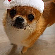 Caramel a rejoint le concours — aidez-le/la à gagner de superbes lots ! adorable, animal, brown, canine, christmas, christmas_hat, close_up, cute, dog, domestic_animal, festive, floor, fur, holiday, indoor, looking_up, pet, santa_hat, small_dog, whiskers