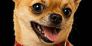Caramel a rejoint le concours — aidez-le/la à gagner de superbes lots ! accessories, animal, bodypart, canine, chihuahua, cockerspaniel, collar, dog, harness, leash, mouth, papillon, person, pet, pug, puppy, strap, terrier, tongue