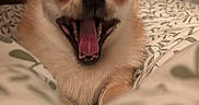 Caramel a rejoint le concours — aidez-le/la à gagner de superbes lots ! animal, bed, canine, cozy, cute, dog, domestic_animal, expression, fur, indoor, mammal, mouth_open, pet, relaxed, resting, shiba_inu, sleepy, tongue, tongue_out, yawning