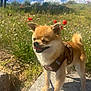dog, small_dog, harness, outdoor, sunny, grass, wildflowers, blue_sky, clouds, stone, pet, happy, nature, daylight, canine, leash, fluffy_tail, ears, standing, animal