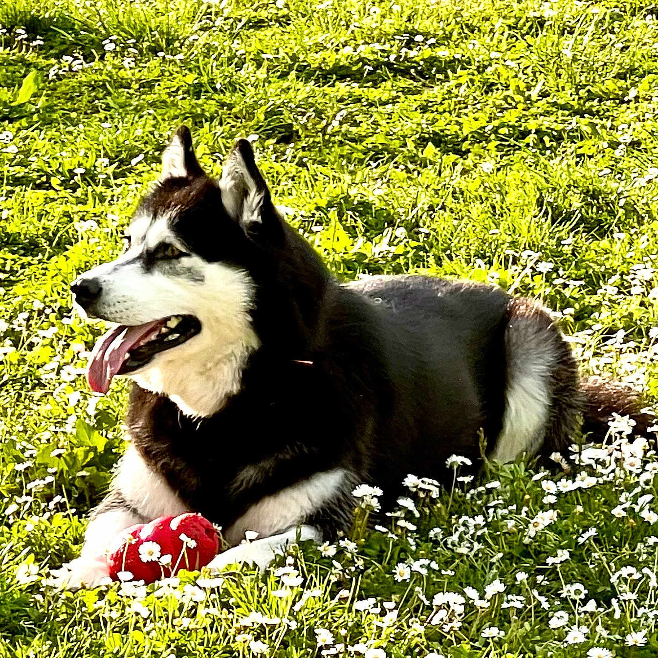 Alaska a rejoint le concours — aidez-le/la à gagner de superbes lots ! animal, canine, daisies, daylight, dog, flowers, grass, greenery, husky, lying_down, nature, outdoor, park, pet, playful, relaxed, summer, sunlight, tongue_out, toy