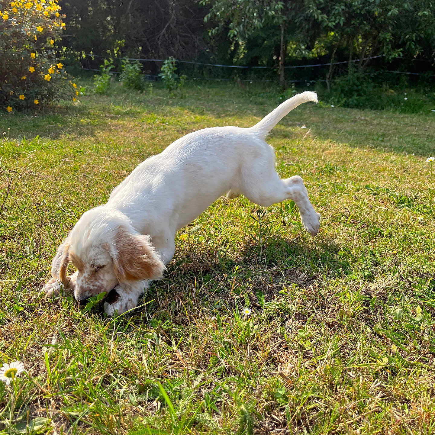 Ulla participe au concours pour gagner de l'argent avec cette photo : animal, canine, cockerspaniel, dog, field, goldenretriever, grass, grassland, herbal, herbs, hound, lawn, nature, outdoors, pet, plant, puppy, tree, vegetation, yard