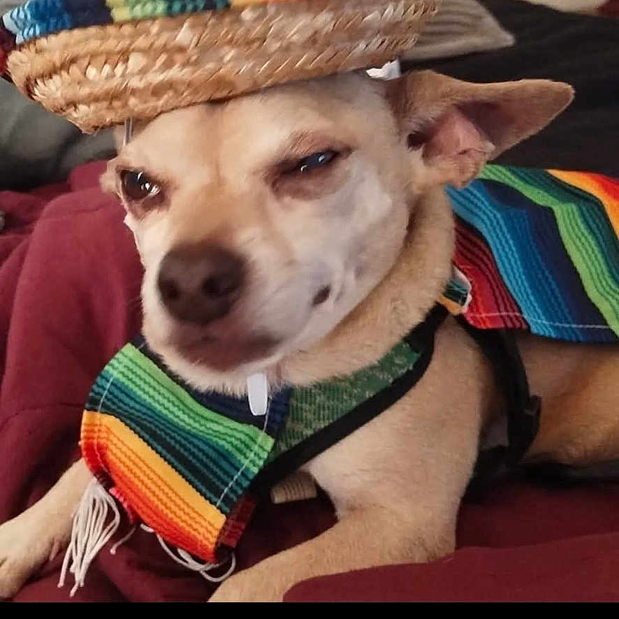 Poppy is registered to the contest to win money with this photo: animal, blanket, brown_dog, canine, colorful_clothing, costume, cute, dog, expression, fabric, furniture, headwear, indoor, lying_down, pet, poncho, portrait, resting, small_dog, sombrero