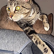 Yuki a rejoint le concours — aidez-le/la à gagner de superbes lots ! cat, tabby, yellow_eyes, paw, fur, whiskers, ear, face, pet, animal, indoor, cozy, cat_tunnel, gray, curious, relaxed, claw, feline, domestic_cat, mammal