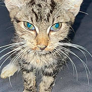 Yuki a rejoint le concours — aidez-le/la à gagner de superbes lots ! animal, cat, close_up, curious, cute, domestic, face, feline, fur, green_eyes, indoor, kitten, mammal, paws, pet, small, standing, tabby, whiskers, young