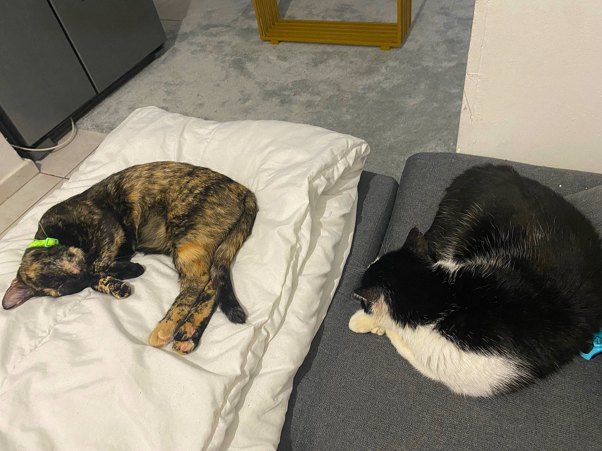 black_and_white_cat, cat, collar, couch, cozy, cushion, domestic_animal, feline, floor, fur, home, household, indoor, pet, quiet, relaxation, resting, sleeping, tortoiseshell_cat, whiskers