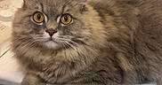 Arsène a rejoint le concours — aidez-le/la à gagner de superbes lots ! cat, fluffy, long_hair, tabby, gray, brown, pet, animal, feline, yellow_eyes, portrait, indoor, laundry_room, washing_machine, sitting, lying_down, paws, whiskers, ears, fur
