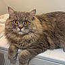 cat, fluffy, long_hair, tabby, gray, brown, pet, animal, feline, yellow_eyes, portrait, indoor, laundry_room, washing_machine, sitting, lying_down, paws, whiskers, ears, fur
