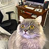 Arsène a rejoint le concours — aidez-le/la à gagner de superbes lots ! cat, fluffy, long_hair, gray_fur, golden_eyes, portrait, close_up, whiskers, ears, animal, pet, indoors, home_office, desk, computer_monitor, chair, furniture, staring, alert, photography