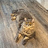 Arsène participe au concours pour gagner de l'argent avec cette photo : cat, fluffy_cat, long_hair, golden_eyes, pet, animal, lying_down, wooden_floor, indoor, home, living_room, rug, table, play_mat, gray_fur, brown_fur, portrait, alert, cute, photography