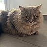 cat, fluffy, gray_cat, long_hair, feline, pet, animal, portrait, sitting, floor, indoors, tile, window, golden_eyes, pointed_ears, whiskers, fur, cute, alert, home