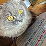 cat, gray_cat, fluffy, feline, golden_eyes, close_up, whiskers, ears, fur, pet, animal, portrait, indoor, table, wooden_surface, handwritten_text, notebook, stationery, colorful, curious