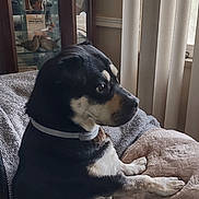 Molly Mae is registered to the contest to win money with this photo: dog, indoor, couch, pillow, window, vertical_blinds, cabinet, decor, memorial, pet, animal, black_and_tan, sitting, resting_paws, cozy, home, furniture, side_view, looking_out, quiet