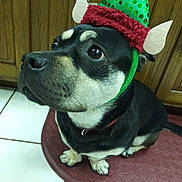 Moe joined the competition — help win amazing prizes! dog, elf_hat, pet, indoor, floor, mat, wooden_cabinet, tile_floor, black_dog, brown_dog, cute, costume, festive, holiday, animal, sitting, looking_up, ears, collar, close_up