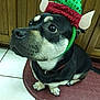 animal, black_dog, brown_dog, close_up, collar, costume, cute, dog, ears, elf_hat, festive, floor, holiday, indoor, looking_up, mat, pet, sitting, tile_floor, wooden_cabinet