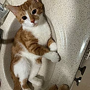 Creepy is registered to the contest to win money with this photo: animal, bathroom, cat, countertop, curious, cute, domestic, ears, eyes, faucet, fur, indoor, mammal, orange_cat, paw, pet, relaxed, sink, whiskers, white_cat