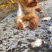 Shanel a rejoint le concours — aidez-le/la à gagner de superbes lots ! dog, small_dog, outdoor, bench, stone_bench, sunlight, garden, tree_trunk, fur, pet, animal, cute, curious, brown_fur, ears, nose, paws, resting, nature, daylight