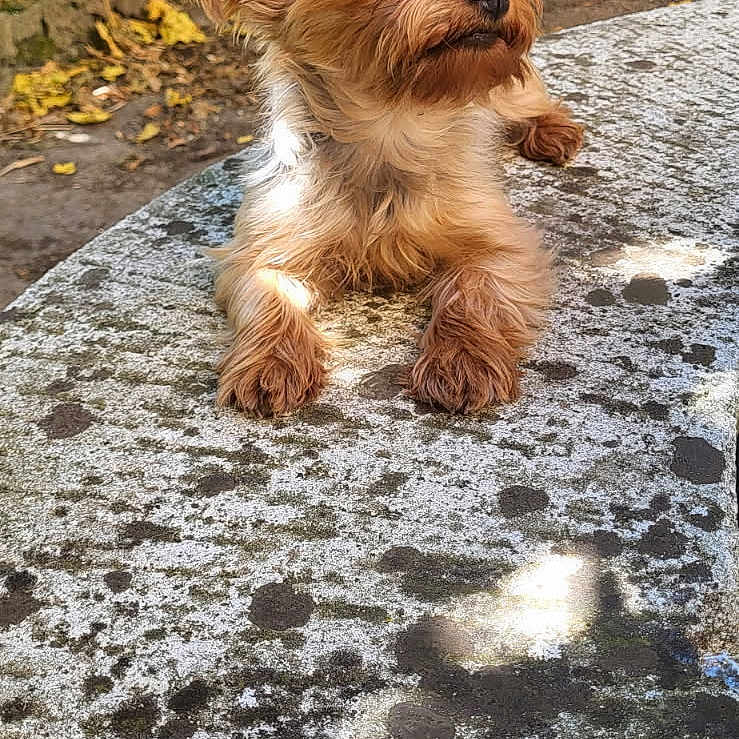 Shanel a rejoint le concours — aidez-le/la à gagner de superbes lots ! animal, bench, brown_fur, curious, cute, daylight, dog, ears, fur, garden, nature, nose, outdoor, paws, pet, resting, small_dog, stone_bench, sunlight, tree_trunk