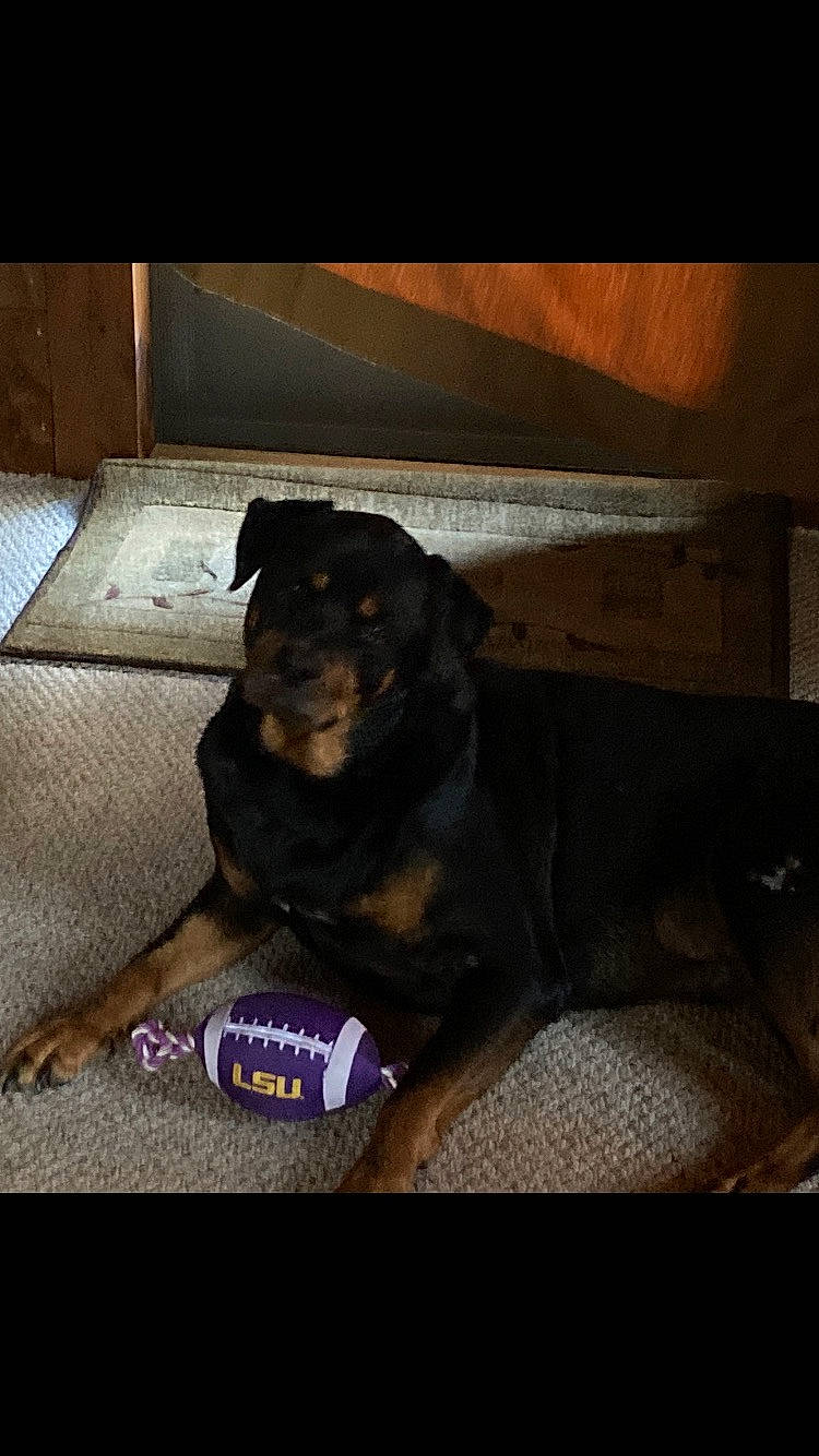 Max is registered to the contest to win money with this photo: canidae, carnivore, comfort, companion_dog, darkness, dog, dog_breed, fur, guard_dog, night, pet_supply, rectangle, rottweiler, sporting_group, terrestrial_animal, tints_and_shades, wood, working_animal, working_dog