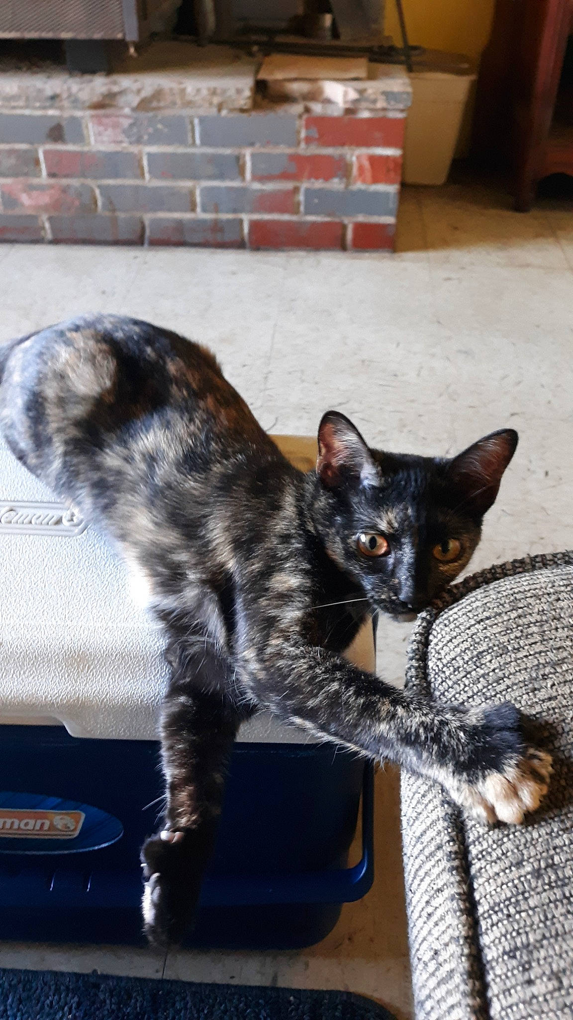 Chloe is registered to the contest to win money with this photo: asian, carnivore, cat, domestic_short_haired_cat, dragon_li, egyptian_mau, european_shorthair, felidae, german_rex, kitten, mammal, small_to_medium_sized_cats, tabby_cat, tail, vertebrate, whiskers