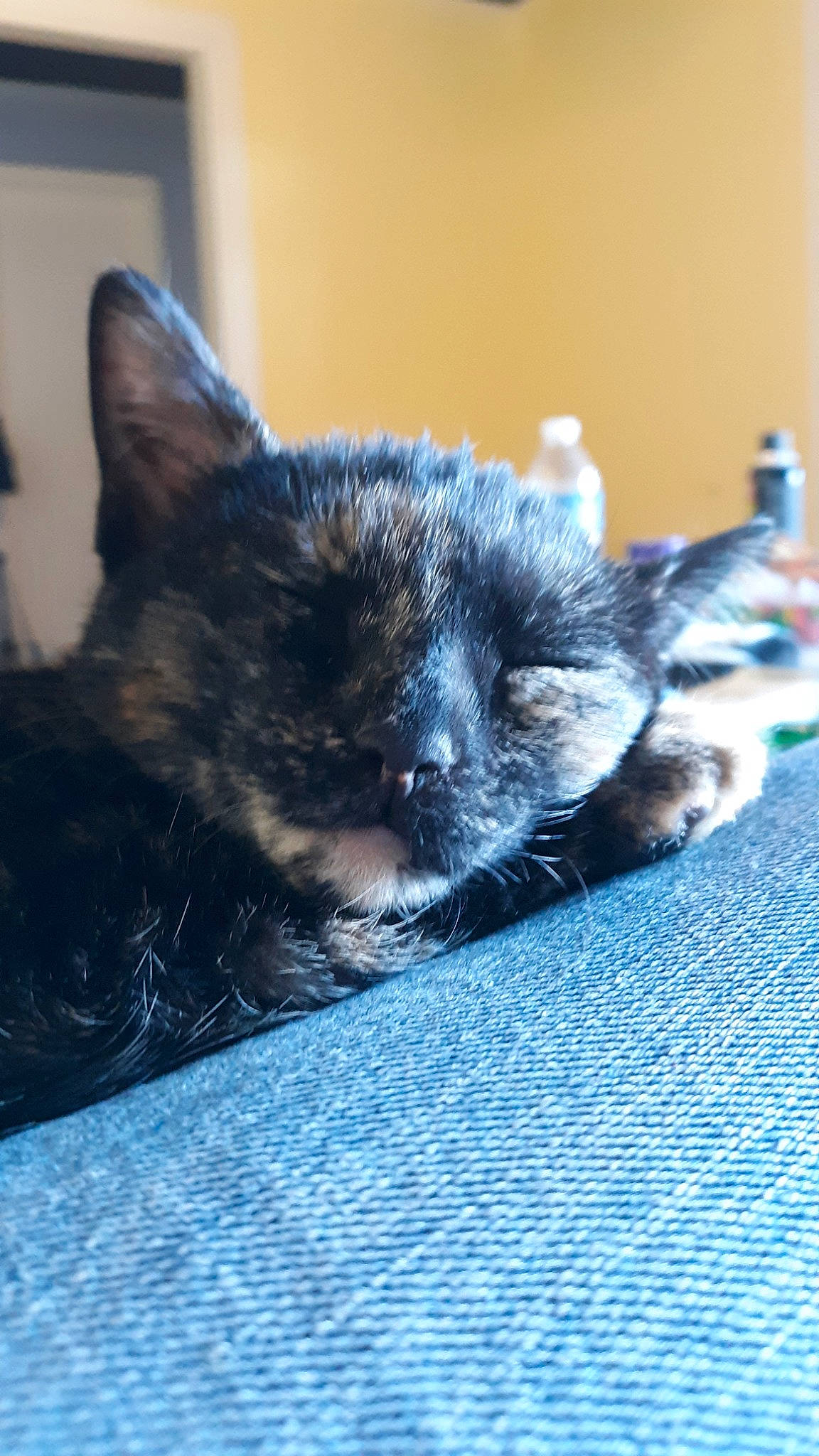 Chloe is registered to the contest to win money with this photo: carnivore, cat, domestic_short_haired_cat, ear, felidae, kitten, mammal, small_to_medium_sized_cats, snout, whiskers