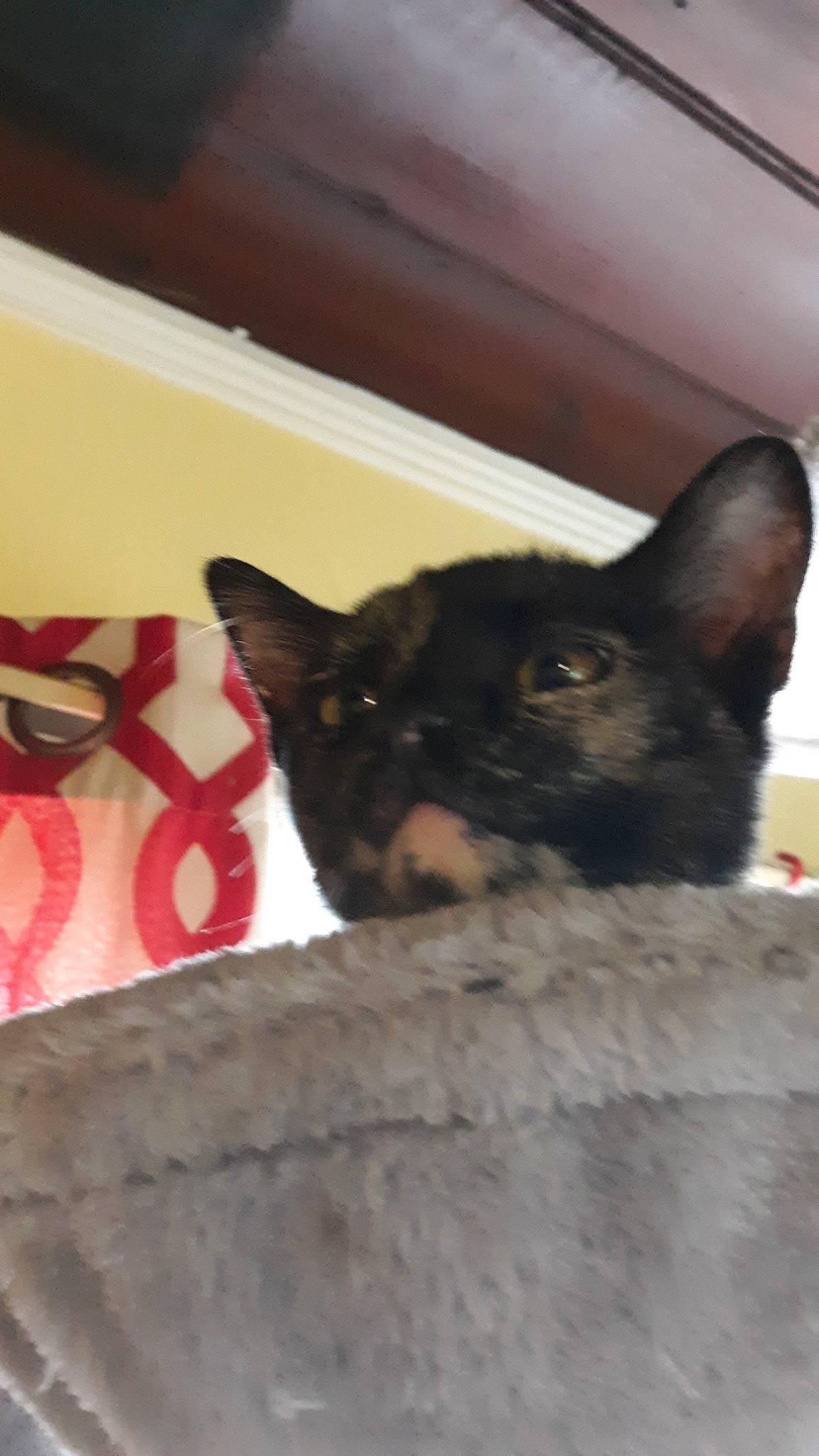 Chloe is registered to the contest to win money with this photo: asian, black_cat, burmese, carnivore, cat, devon_rex, domestic_short_haired_cat, ear, felidae, german_rex, kitten, mammal, oriental_shorthair, small_to_medium_sized_cats, snout, vertebrate, whiskers