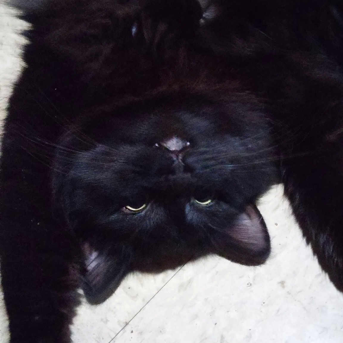 Spaz