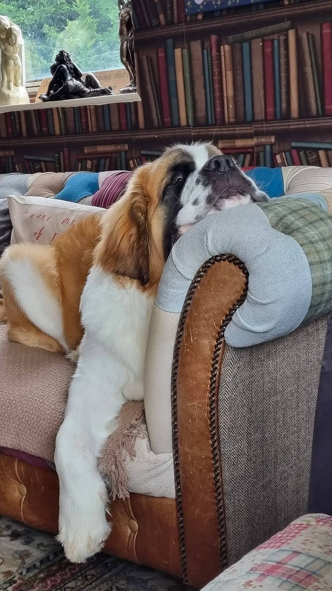 Zeppelin joined the competition — help win amazing prizes! canidae, carnivore, comfort, companion_dog, couch, dog, dog_breed, fawn, felidae, fur, furniture, human_leg, linens, living_room, room, small_to_medium_sized_cats, snout, sporting_group, thigh, whiskers