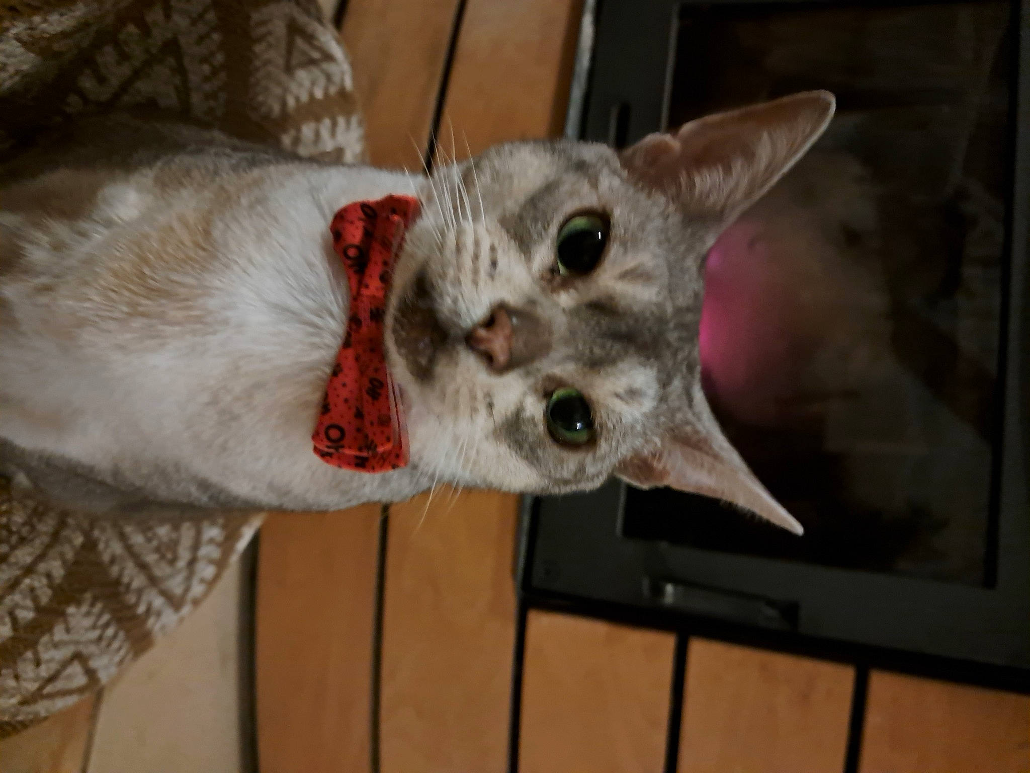 Chapi participe au concours pour gagner de l'argent avec cette photo : carnivore, cat, claw, domestic_short_haired_cat, eye, fawn, felidae, fur, head, paw, russian_blue, small_to_medium_sized_cats, snout, tail, terrestrial_animal, whiskers