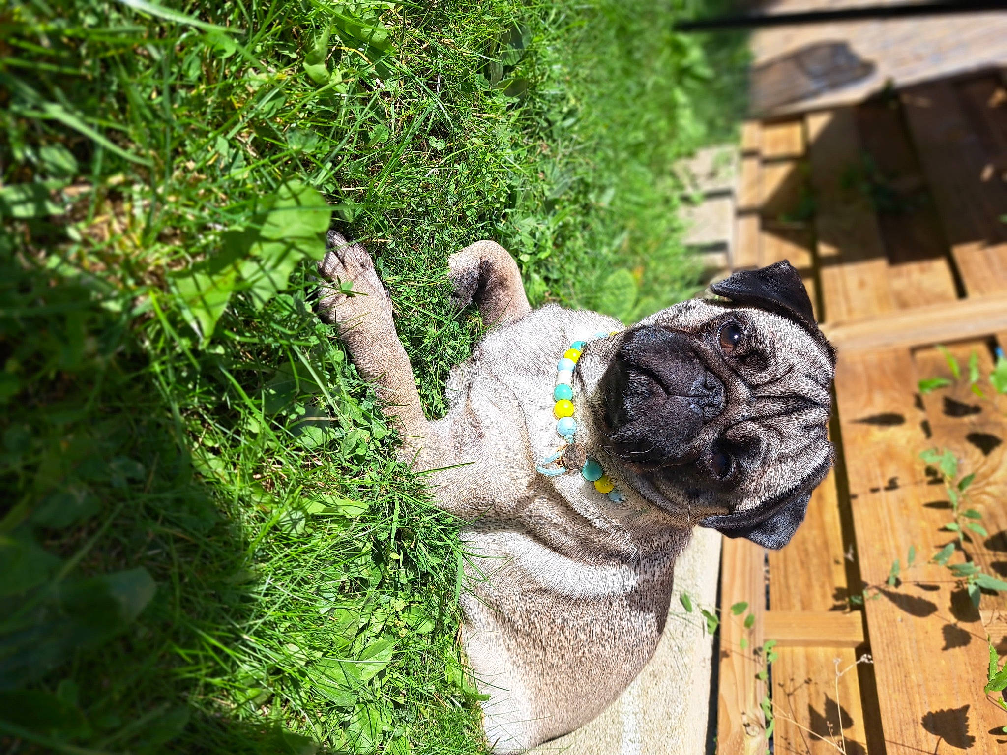 Doti a rejoint le concours — aidez-le/la à gagner de superbes lots ! carnivore, companion_dog, dog, dog_breed, dog_collar, fawn, garden_hose, grass, grass_family, groundcover, leash, pet_supply, plant, pug, snout, sporting_group, terrestrial_plant, toy_dog, working_animal, wrinkle