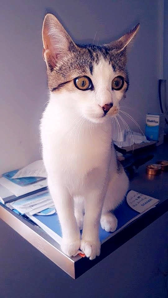 Kirby a rejoint le concours — aidez-le/la à gagner de superbes lots ! blue, carnivore, cat, collar, curious, domestic_short_haired_cat, fawn, felidae, fur, head, paw, sitting, small_to_medium_sized_cats, snout, tail, whiskers, window