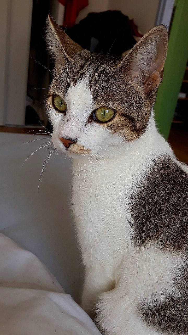 Kirby a rejoint le concours — aidez-le/la à gagner de superbes lots ! carnivore, cat, collar, domestic_short_haired_cat, eye, felidae, fur, head, iris, small_to_medium_sized_cats, snout, terrestrial_animal, tree, whiskers