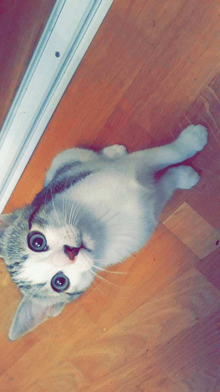 Kirby participe au concours pour gagner de l'argent avec cette photo : carnivore, cat, comfort, couch, domestic_short_haired_cat, felidae, flooring, foot, fur, hardwood, laminate_flooring, paw, small_to_medium_sized_cats, tail, varnish, whiskers, window, wood, wood_flooring, wood_stain