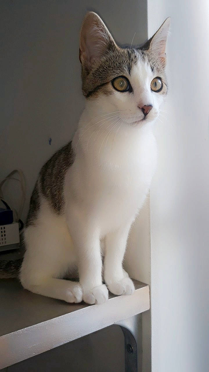 Kirby participe au concours pour gagner de l'argent avec cette photo : art, carnivore, cat, domestic_short_haired_cat, eye, eyelash, felidae, fur, head, iris, nose, paw, pet_supply, small_to_medium_sized_cats, snout, tail, whiskers, white, window, wood