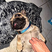 Simba is registered to the contest to win money with this photo: dog, pug, pet, animal, collar, blanket, hand, floor, tile, playful, belly_rub, cute, tongue_out, fur, paw, indoor, expression, closeup, resting, cozy