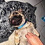 dog, pug, pet, animal, collar, blanket, hand, floor, tile, playful, belly_rub, cute, tongue_out, fur, paw, indoor, expression, closeup, resting, cozy