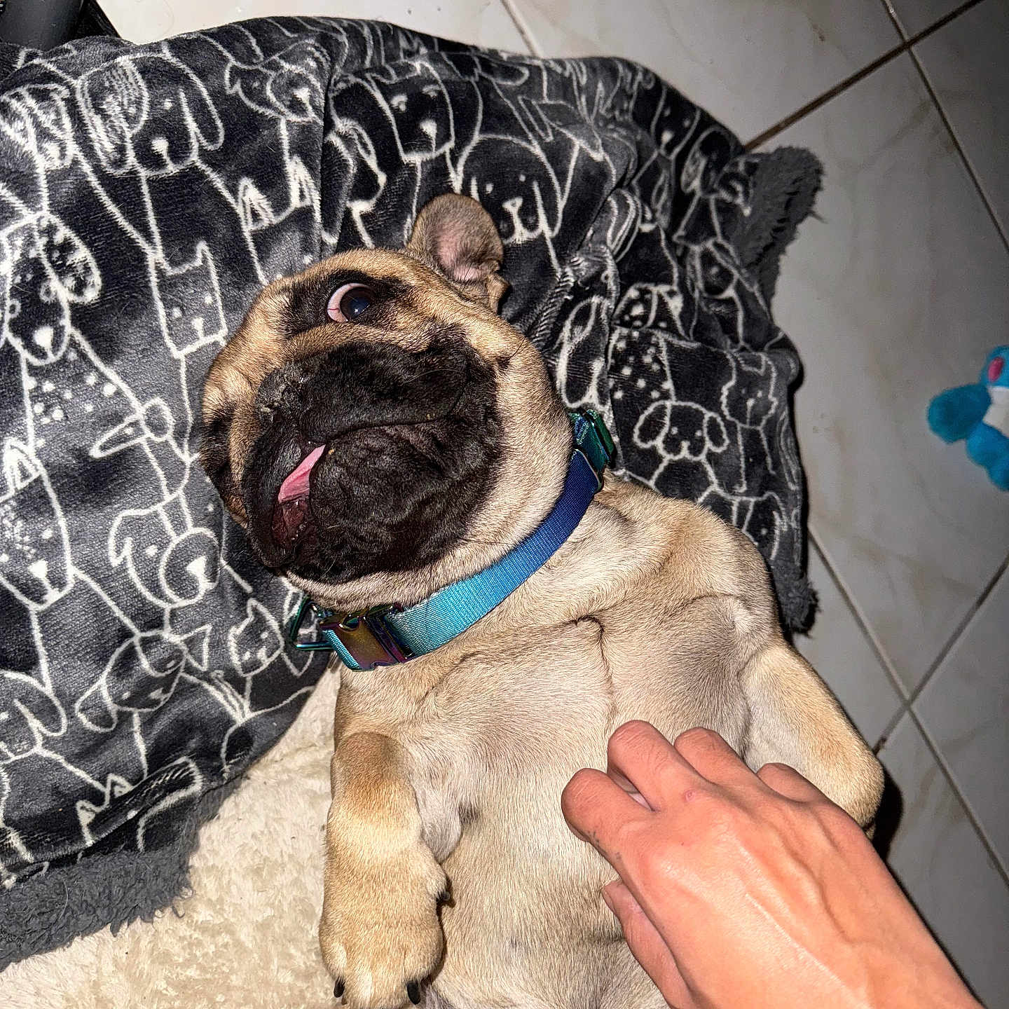 Simba is registered to the contest to win money with this photo: animal, belly_rub, blanket, closeup, collar, cozy, cute, dog, expression, floor, fur, hand, indoor, paw, pet, playful, pug, resting, tile, tongue_out