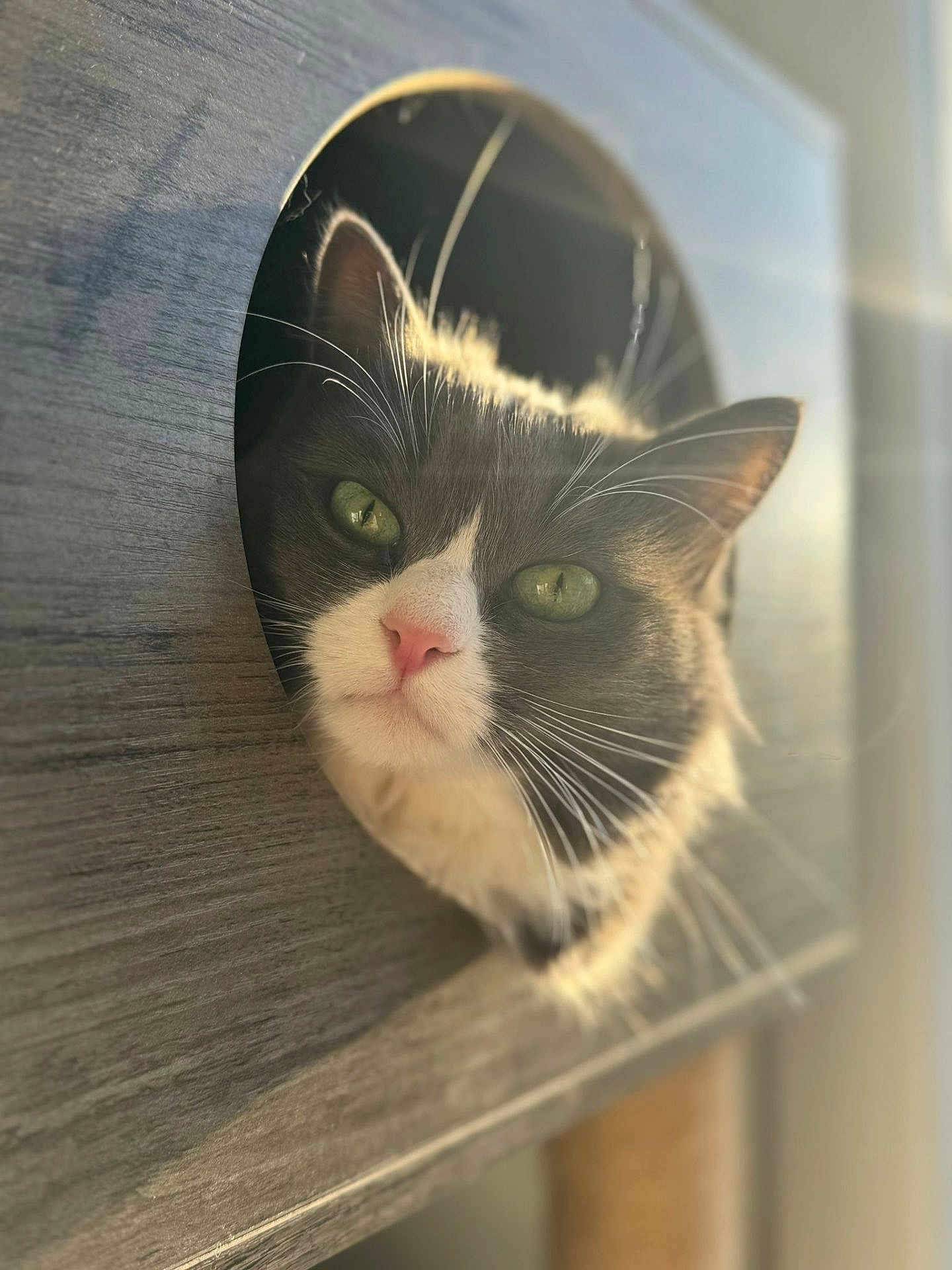 Poupette a rejoint le concours — aidez-le/la à gagner de superbes lots ! cat, green_eyes, pink_nose, whiskers, wooden_structure, circular_hole, sunlight, close_up, curious, pet, feline, soft_light, indoor, fur, animal, portrait, cute, domestic_cat, face, head