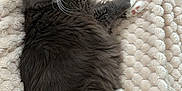 Poupette a rejoint le concours — aidez-le/la à gagner de superbes lots ! cat, gray_cat, white_paws, green_eyes, fluffy_fur, pet, animal, indoor, blanket, texture, cozy, resting, cute, feline, whiskers, face, paw, relaxed, lying_down, soft