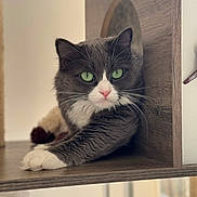 Poupette participe au concours pour gagner de l'argent avec cette photo : cat, gray_cat, white_paws, green_eyes, wooden_shelf, indoor, relaxed, pet, feline, close_up, fur, whiskers, pink_nose, household, cozy, animal, calm, portrait, resting, cute