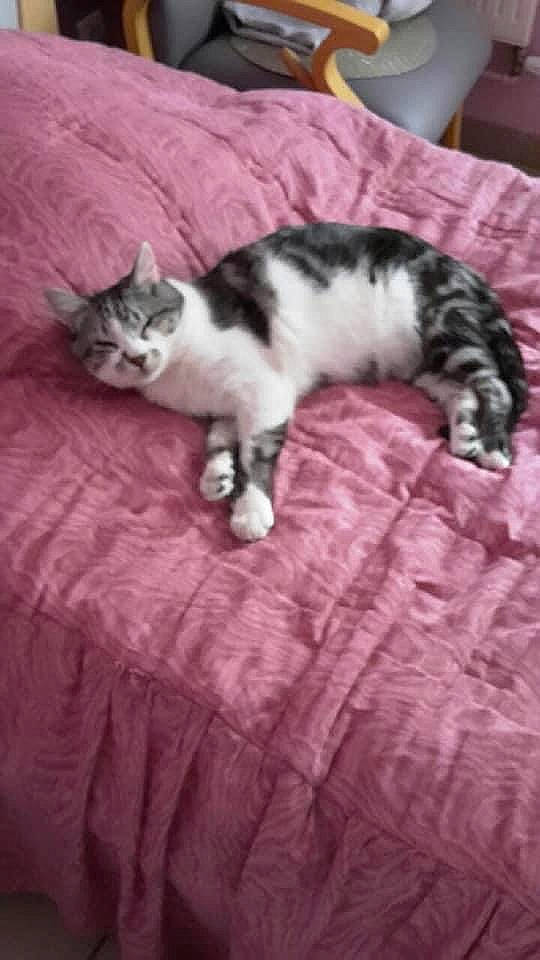 Mistigris a rejoint le concours — aidez-le/la à gagner de superbes lots ! bed, carnivore, cat, comfort, domestic_short_haired_cat, felidae, fur, grey, linens, nap, pattern, paw, small_to_medium_sized_cats, snout, tail, terrestrial_animal, textile, vertebrate, whiskers, wood